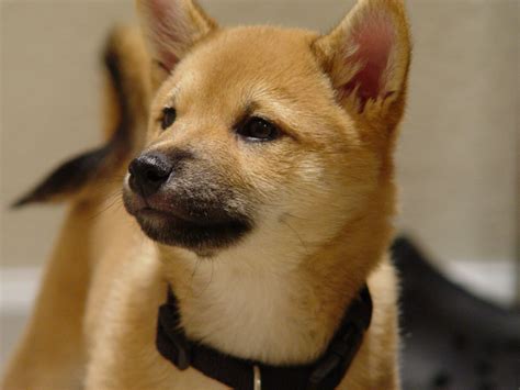 shiba inu photography|Shiba Inu Photos, Download The BEST Free Shiba。